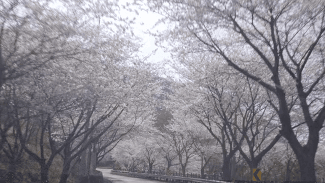 구불구불한 도로를 따라 늘어선 벚꽃 나무