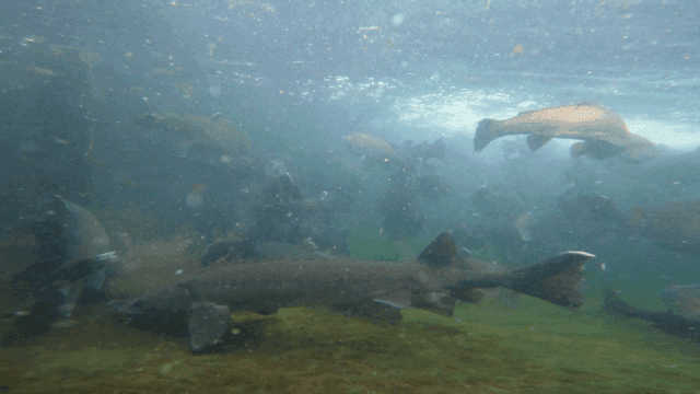 Trout t swimming energetically in clear water
