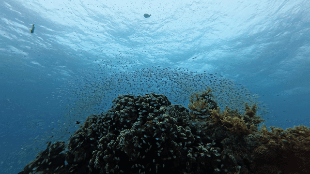 Vibrant coral reef full of fish