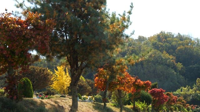 햇살이 비치는 숲 속의 가을 나무들