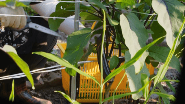 햇살 가득한 정원에서 수확하는 가지