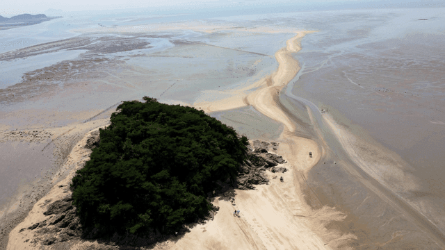 Sandy beach with small forest
