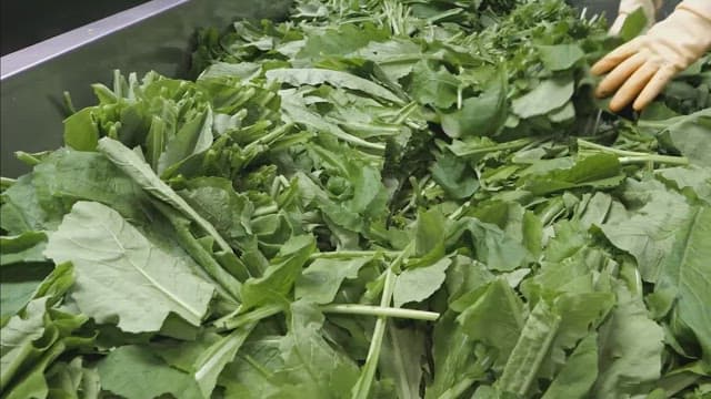 Fresh greens being sorted at a processing facility.