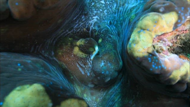 Giant clam emitting white smoke-like substance