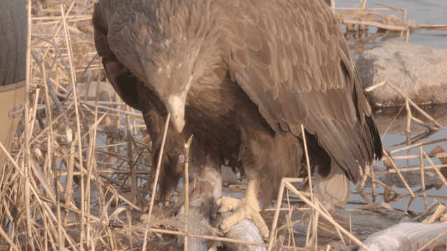 Eagle feeding on fish by the riverside