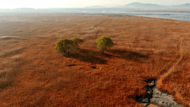 드문드문 나무가 있는 넓은 들판