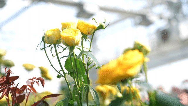 Yellow roses blooming in a greenhouse
