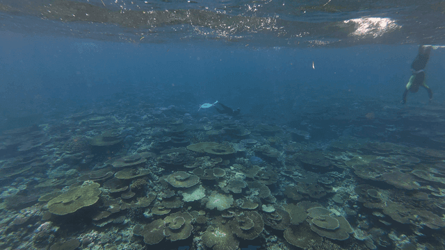 Divers exploring a vibrant coral reef