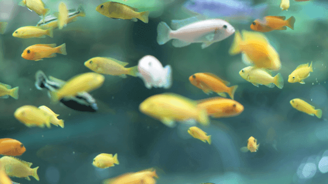 Colorful fish swimming in aquarium