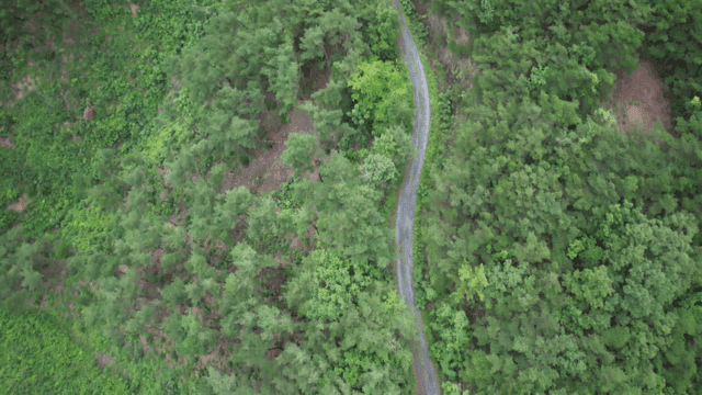 울창한 녹색 숲을 가로지르는 구불구불한 길