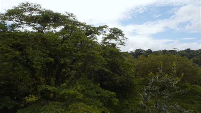 Aerial View of Lush Rainforest and Volcano