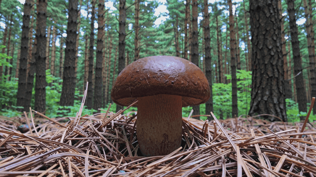 Mushrooms growing in pine forest