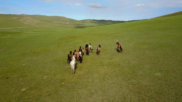 Herd of horses moving on a wide meadow