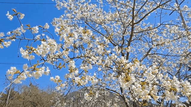 맑은 하늘 아래 피어난 벚꽃