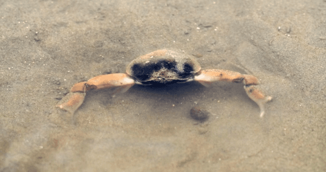 모래 바닥에 쉬고 있는 게