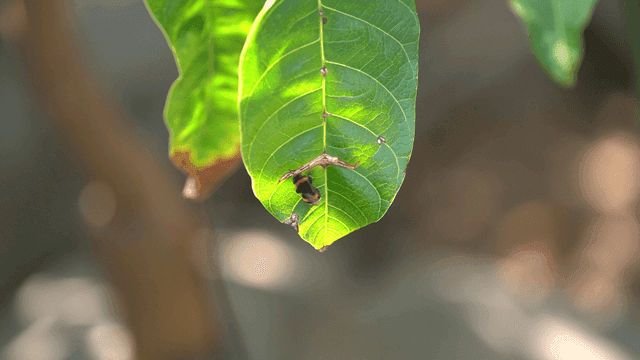 Bumblebee sitting on green leaf