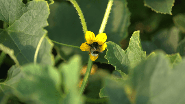Bumblebee on yellow pumpkin flower in garden
