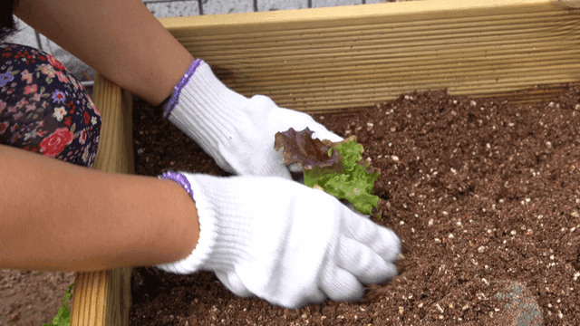 정원 화단에 상추 모종을 심는 농부