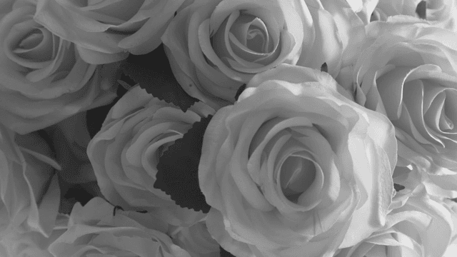 활짝 핀 장미 꽃다발