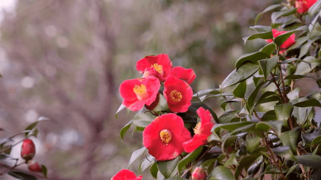 Bright red camellia flowers in bloom