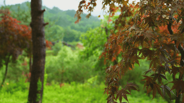 비 오는 날의 나무