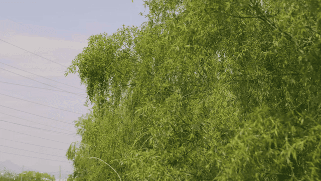 바람에 흔들리는 푸른 나무