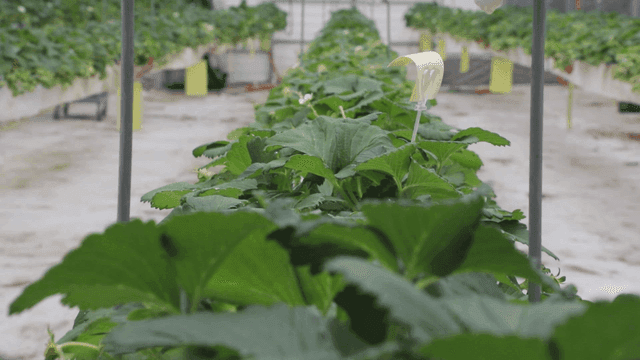 Greenhouse with rows of lush plants