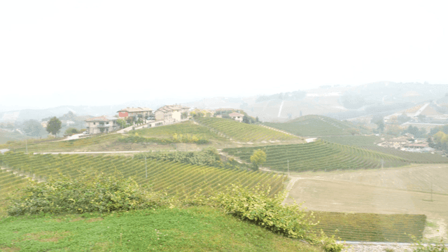 Vast vineyards and rural houses