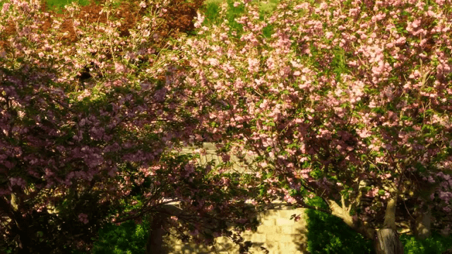 Cherry blossom trees in full bloom, bathed in sunlight