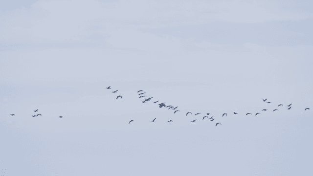 Flock of birds flying across the cloudy sky