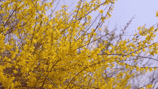 가지에 피어난 노란 개나리