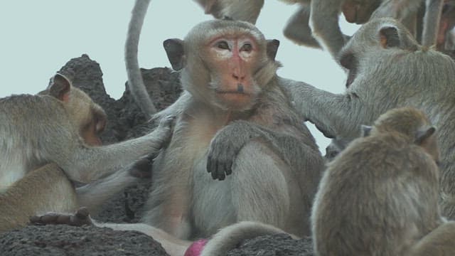 Monkeys Closely Grooming Together with Affection