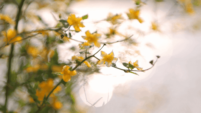 햇빛 속에 피어나는 노란 꽃들