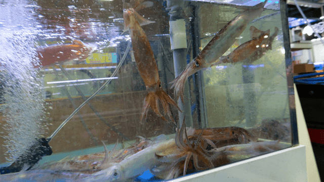 Squids swimming in a large aquarium tank