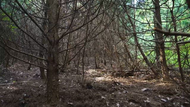 나무로 둘러싸인 조밀한 숲길