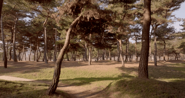 A serene forest with tall trees