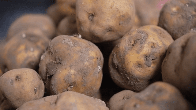 흙이 묻은 갓 수확한 감자