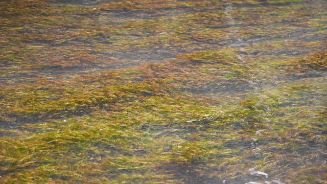 맑은 시냇물 속에서 흔들리는 식물