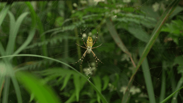 푸른 숲 속 거미줄 위의 거미