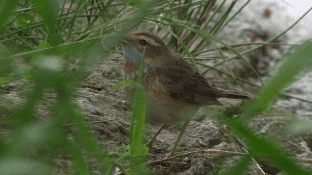 Small bird foraging among grass
