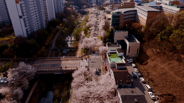 Cherry blossoms lining a city street