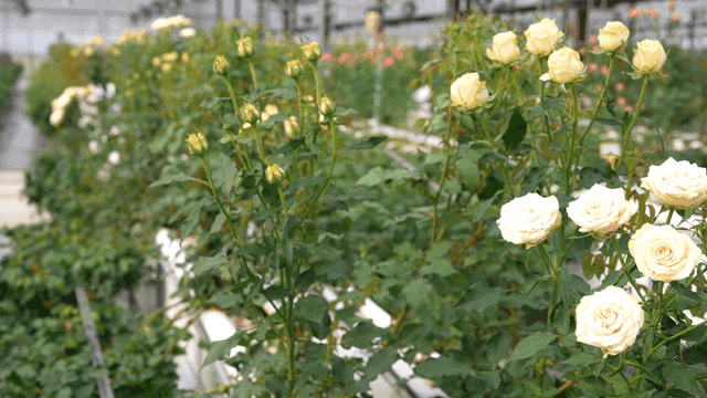 Rows of blooming roses in a greenhouse