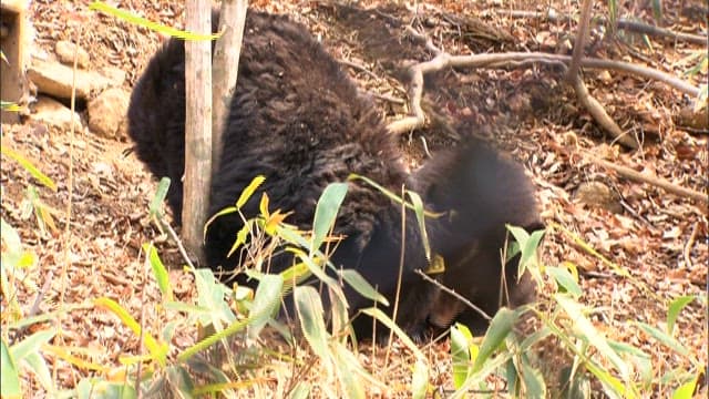 Bears Foraging in the Woods