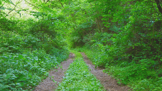 나무가 우거진 숲길