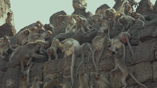 Monkeys Playing on a Stone Structure in Ancient Temple