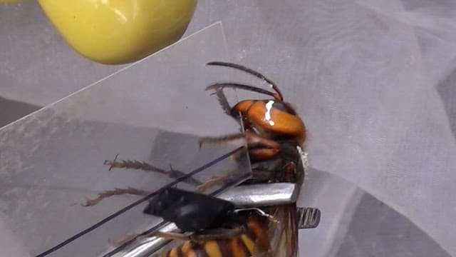 Wasp caught with tweezers and observed and studied