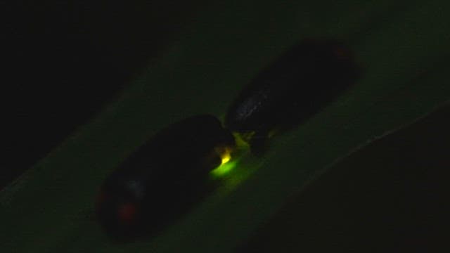 Glowing fireflies on a night leaf