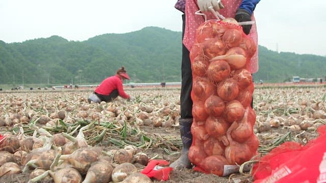 Farmers Putting Harvested Onions into Red Onion Net