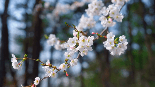 Cherry blossoms blooming on a branch