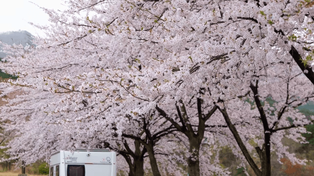 Cherry blossoms in full bloom with a camper